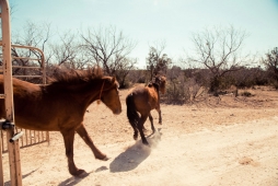 UNBRANDED Arizona