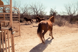 UNBRANDED Arizona