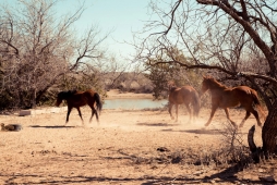 UNBRANDED Arizona