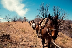 UNBRANDED Arizona