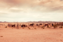 UNBRANDED Arizona