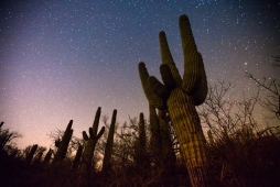 UNBRANDED Arizona