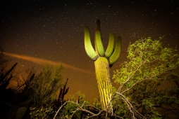 UNBRANDED Arizona