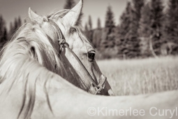 Unbranded the film
