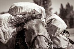Unbranded the film