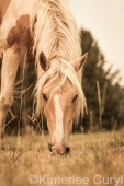 Unbranded the film