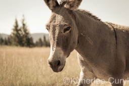 Unbranded the film