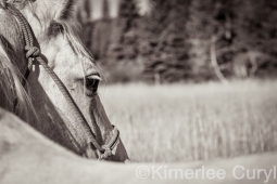 Unbranded the film