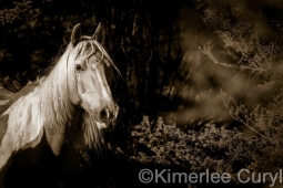 Unbranded the film