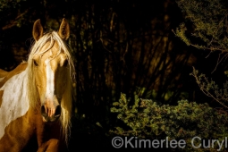 Unbranded the film