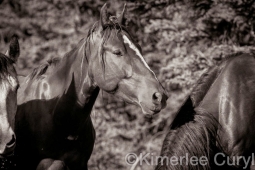 Unbranded the film