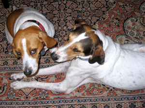 Daisy and Timber